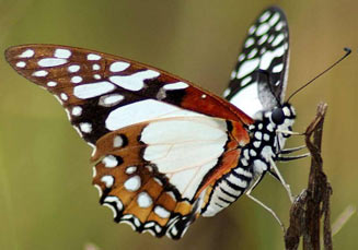 Graphium angolanus (Angola white lady)