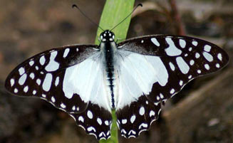 Graphium angolanus (Angola white lady)