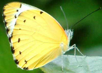 Belenois thysa (False dotted border)