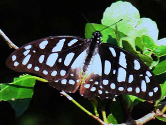 Graphium leonidas (Veined swordtail)