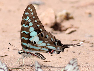 Graphium antheus (Large striped swordtail)
