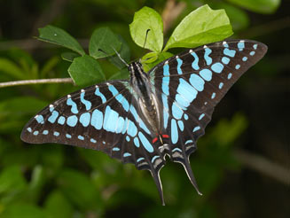 Graphium antheus (Large striped swordtail)