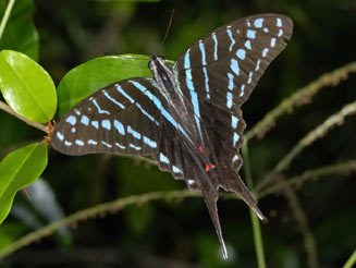 Graphium colonna (Mamba swordtail, Black swordtail)