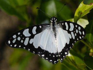 Graphium morania (White lady)