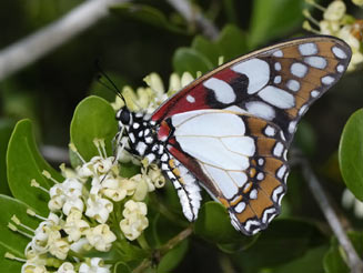 Graphium morania (White lady)