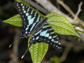 Graphium policenes (Small striped swordtail)