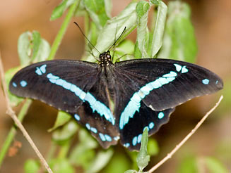 Papilio nireus (Green-banded swallowtail)