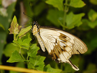 Papilio dardanus (Mocker swallowtail)