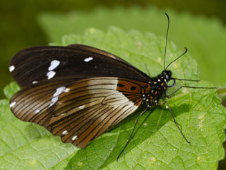 Papilio echerioides (White-banded swallowtail)