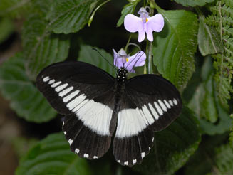 Papilio echerioides (White-banded swallowtail)