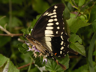 Papilio euphranor (Bush kite, Forest swallowtail)