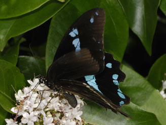 Papilio nireus (Green-banded swallowtail)