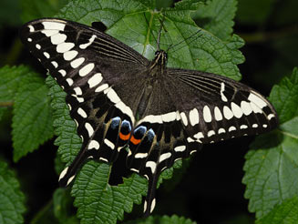 Papilio ophidicephalus (Emperor swallowtail)