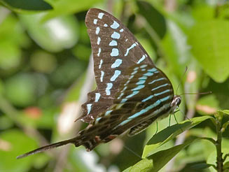 Graphium policenes (Small striped swordtail)