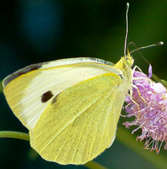 Pieris brassicae (Large white , cabbage white)