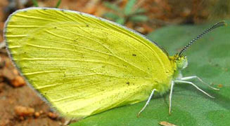 Eurema brigitta (Broad-borded grass yellow)