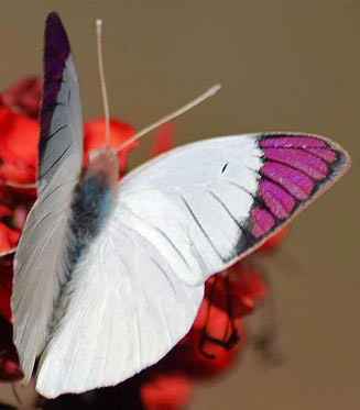 Colotis regina (Queen purple tip)