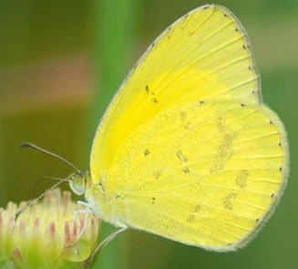 Eurema brigitta (Broad-borded grass yellow)