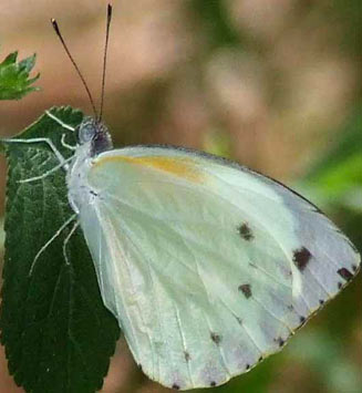 Nepheronia thalassina (Cambridge vagrant)