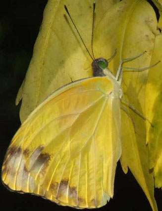 Nepheronia argia (Large vagrant)