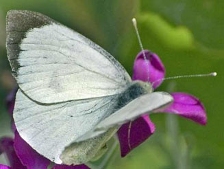 Pieris brassicae (Large white , cabbage white)