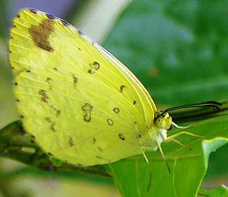 Eurema hecabe (Common grass yellow)