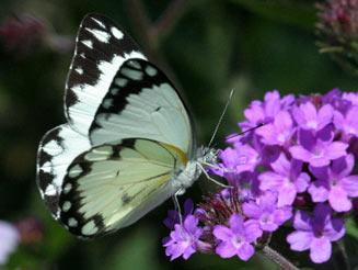 Leucochitonea levubu (White-cloaked skipper)