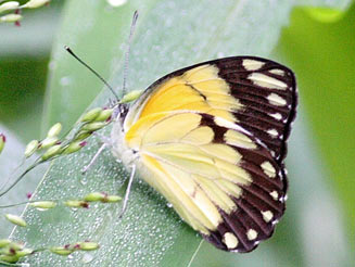 Belenois creona (African common white)