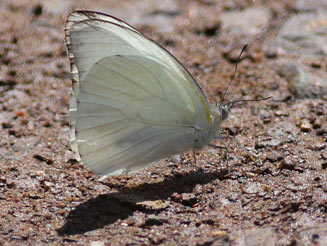 Appias epaphia (Diverse white) 