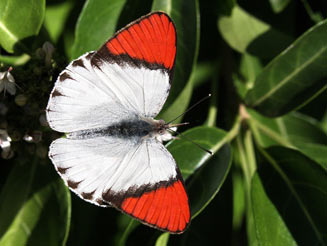 Colotis danae (Scarlet tip) 