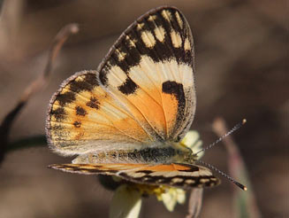 Colotis amata (Topaz tip, Topaz arab)