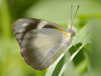 Appias epaphia (Diverse white)  