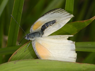 Appias sabina (Albatross white)     