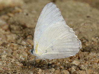 Appias sabina (Albatross white)     