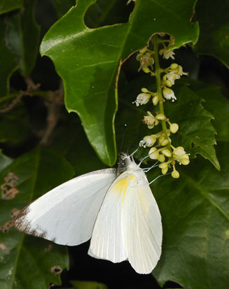 Appias sabina (Albatross white)     