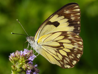 Belenois gidica (African veined white)     