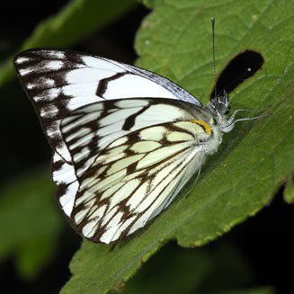 Belenois gidica (African veined white)     