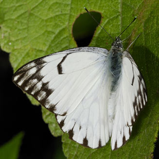 Belenois gidica (African veined white)     