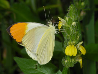 Colotis auxo (Sulphur orange tip) 