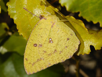 Catopsilia florella (African migrant , Common vagrant)