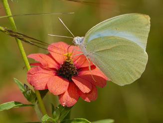 Catopsilia florella (African migrant , Common vagrant)
