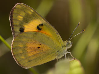 Colotis amata (Topaz tip, Topaz arab)