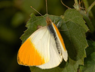 Colotis auxo (Sulphur orange tip)