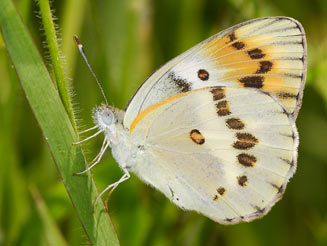 Colotis danae (Scarlet tip)