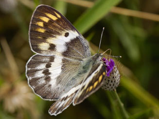 Colotis danae (Scarlet tip)