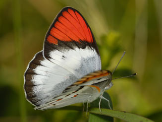 Colotis danae (Scarlet tip)
