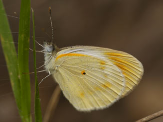 Colotis pallene (Bushveld orange tip) 