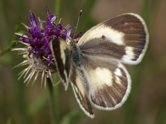 Colotis pallene (Bushveld orange tip) 
