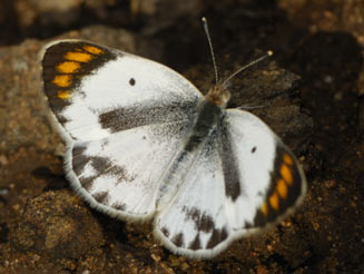 Colotis pallene (Bushveld orange tip) 