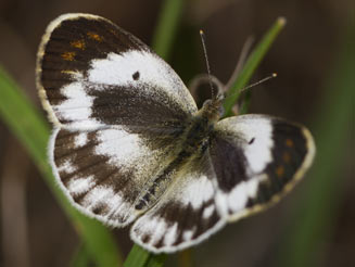 Colotis pallene (Bushveld orange tip) 